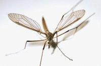 Як відлякати комарів не шкідливими речовинами