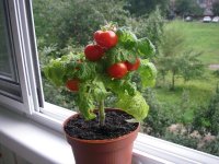 Як виростити помідори в домашніх умовах?