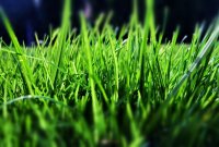 Чому трава зелена?