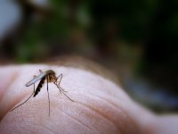 Як позбавитися від комарів? Способи і рецепти боротьби з комарами