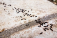 6 средств без химикатов от муравьев
