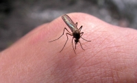 Перевірені поради як боротися з комарами