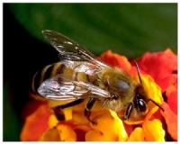 Як вибрати і зберегти, те що дає бджола