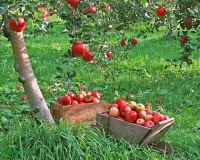 Чим обробити плодові дерева ранньою весною від шкідників