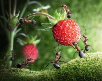 Як швидко позбутися від мурашок в городі