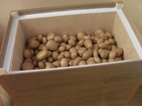 Як зробити ящик для зберігання картоплі взимку своїми руками?