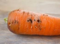 Які шкідники нападають на моркву? Методи боротьби