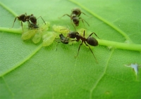 Як знищити мурашок в саду та городі