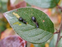 На листі вишні чорні личинки — причини і лікування