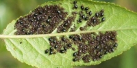 На листі вишні чорні личинки — причини і лікування