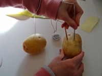 Как сделать из картошки светильник без электричества