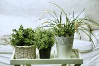 6 растений, которые идеально подойдут вашей комнате